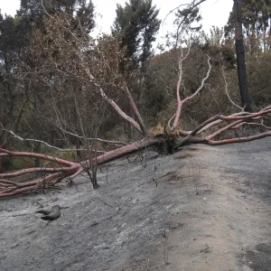 Santa Barbara Botanic Garden after the Jesusita Fire