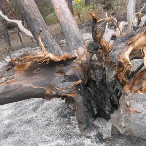 Santa Barbara Botanic Garden after the Jesusita Fire