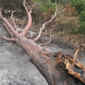 Santa Barbara Botanic Garden after the Jesusita Fire