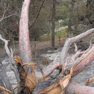 Santa Barbara Botanic Garden after the Jesusita Fire