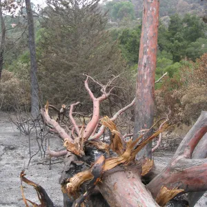 Santa Barbara Botanic Garden after the Jesusita Fire