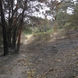 Santa Barbara Botanic Garden after the Jesusita Fire