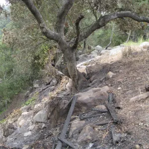 Santa Barbara Botanic Garden after the Jesusita Fire