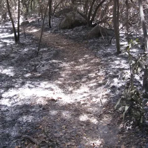 Santa Barbara Botanic Garden after the Jesusita Fire