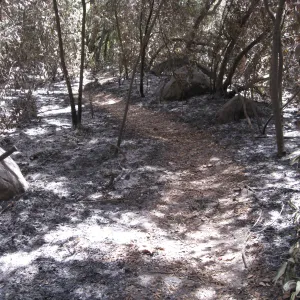 Santa Barbara Botanic Garden after the Jesusita Fire