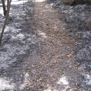 Santa Barbara Botanic Garden after the Jesusita Fire
