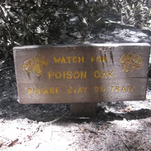 Santa Barbara Botanic Garden after the Jesusita Fire - front of 