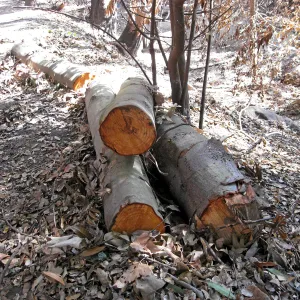 Brush clearing along Mission Creek after the Jesusita Fire