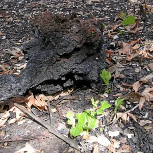 Stump sprouting sycamores after the Jesusita Fire