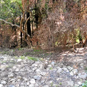 Mission Creek looking northeast from the dam after the Jesusita Fire