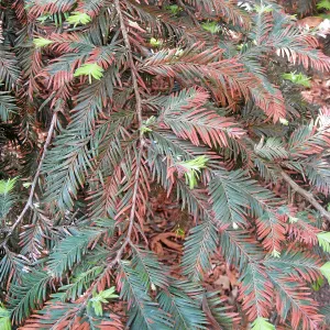 Heat damaged and new foliage on coast redwood after the Jesusita Fire