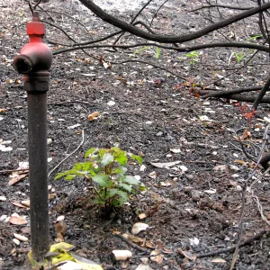 Damaged water faucet and resprouting poison oak along Woodland trail