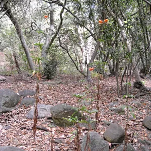 Humbolt lily blooming in Mission Canyon after the Jesusita Fire