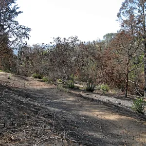 Cypress Section before tree clearing after Jesusita Fire