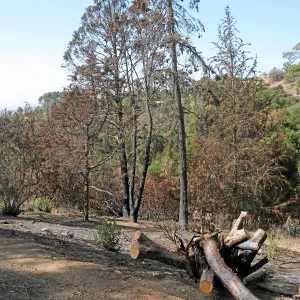 Cypress Section before tree clearing after Jesusita Fire