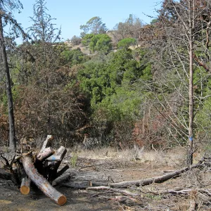 Cypress Section before tree clearing after Jesusita Fire