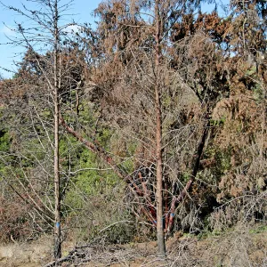 Cypress Section before tree clearing after Jesusita Fire