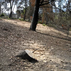 Cypress Section before tree clearing after Jesusita Fire