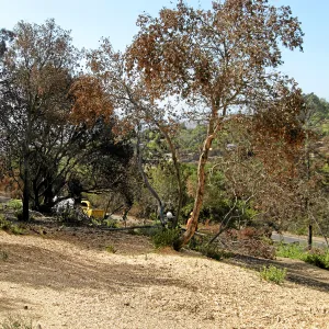 Cypress Section before tree clearing after Jesusita Fire