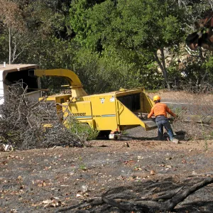 Cypress Section before tree clearing after Jesusita Fire
