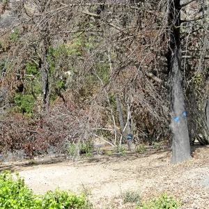 Cypress Section before tree clearing after Jesusita Fire