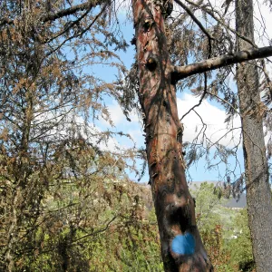 Cypress Section before tree clearing after Jesusita Fire