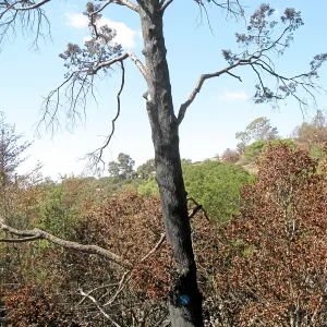 Cypress Section before tree clearing after Jesusita Fire