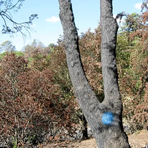 Cypress Section before tree clearing after Jesusita Fire
