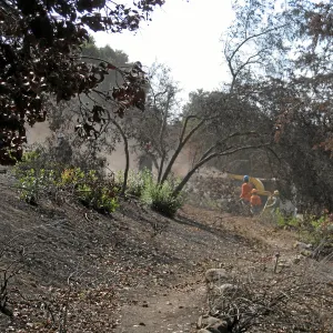 Cypress Section before tree clearing after Jesusita Fire