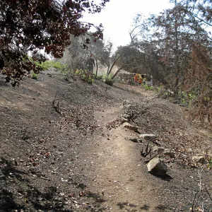 Cypress Section before tree clearing after Jesusita Fire
