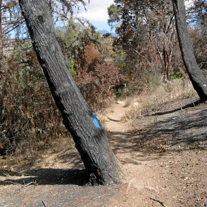 Cypress Section before tree clearing after Jesusita Fire