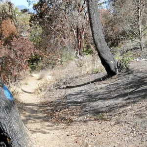 Cypress Section before tree clearing after Jesusita Fire