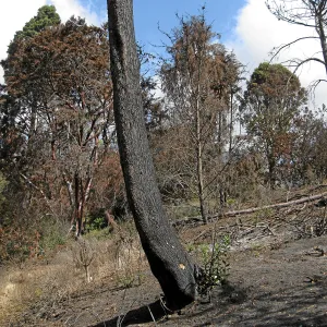 Cypress Section before tree clearing after Jesusita Fire