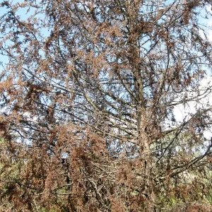 Cypress Section before tree clearing after Jesusita Fire