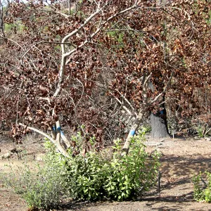 Cypress Section before tree clearing after Jesusita Fire