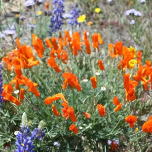 SBBG_BD_01761.jpg