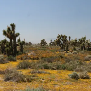 Gorman Trip