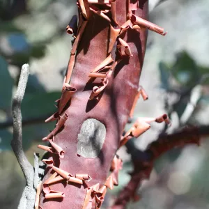 Yea 2007 (Manzanita)