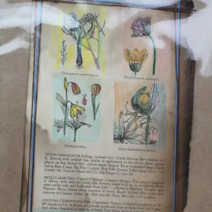Art from the Ashes