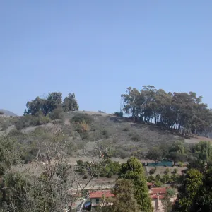 Looking east from Hort Unit to Eucalyptus groves on Tipton Ridge, Cavalli property