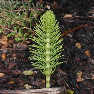 Equisetum