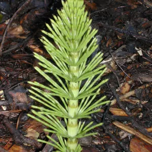 Equisetum