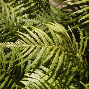 Fern