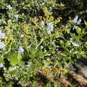 Ceanothus (California Lilac)