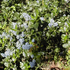 Ceanothus (California Lilac)