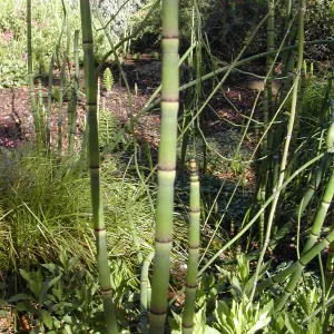 Equisetum
