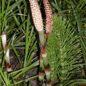 Equisetum