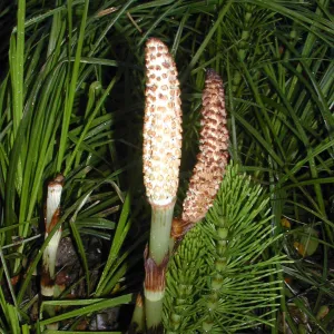 Equisetum