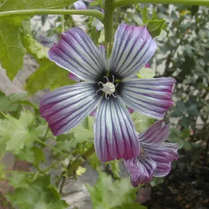 Lavatera flower