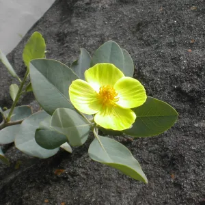 Dendromecon rigida harfordii flower